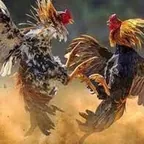 Khasiat Jamu Adu Ayam Di Karawang